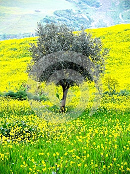 Lonely olive tree