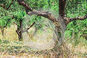 Lonely olive tree in Crete, Cretan garden