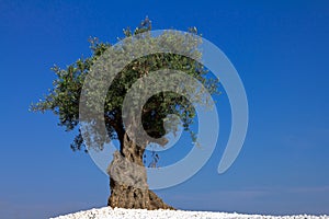 Lonely olive tree