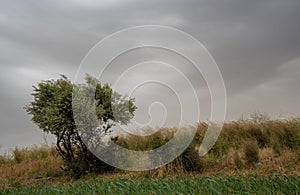 lonely olive tree on a meadow field. Cloudy stormy sky