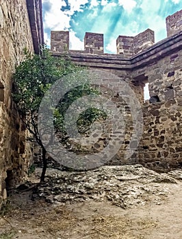 Lonely olive tree at the stone wall of ruined ancient fortress, green tree on a summer day in the rays of the sun in the courtyard