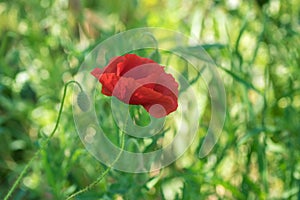 Opened bud of red poppy in wild field at spring time