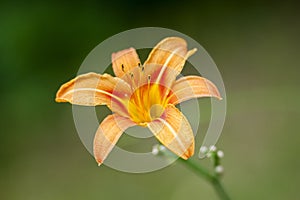 Lonely orange lily, Hemerocallis fulva