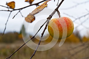 Lonely organic apple on apple tree, autumn has come, it`s time to harvest apples
