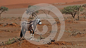 Lonely oryx antilope seeking for food in dry landscape with few trees and sand dunes at Sossusvlei, Namibia.