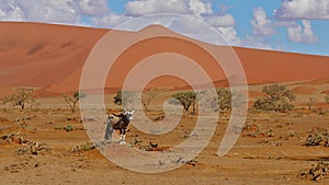 Lonely oryx antilope seeking for food in dry landscape with huge orange sand dunes, Sossusvlei, Namib desert, Namibia, Africa.