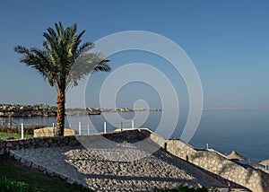 Lonely palm on the background of the sea, clear sky and cobblestone pavement