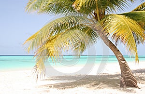 Lonely palm in front of the indian ocean maldives