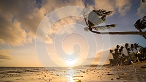 Lonely palm hanging on the beach during sunrise on Boracay. White beach at Boracay island, Philiphines.