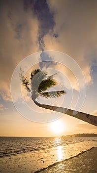 Lonely palm hanging on the beach during sunrise on Boracay. White beach at Boracay island, Philiphines.