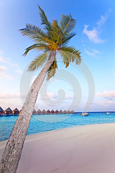 Lonely palm tree on a beach against the sea