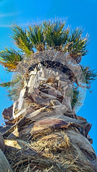 Lonely palm tree from bottom view, blue sky in background