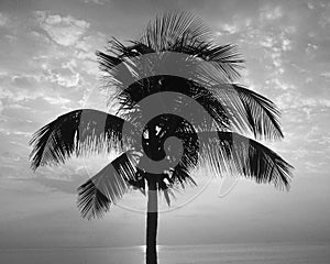 Lonely palm tree in the dawn in the beach