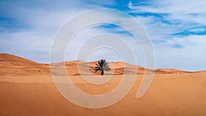 Lonely palm tree in Merzouga