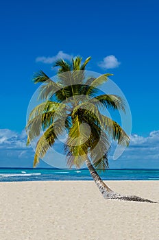 Lonely palm tree on a sandy beach