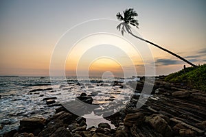 Lonely palm tree at sunset in Sri Lanka island. Beautiful sunset on a background of palm tree.