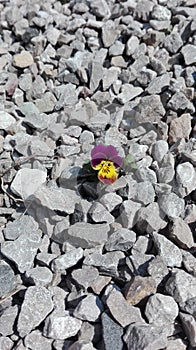 Lonely pansy flower growing on stones