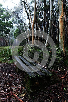 A lonely park bench in sodden eucalyptus rainforest