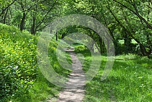 Lonely path in forest