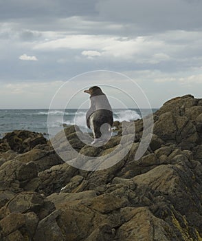 Lonely penguin in New Zealand coast