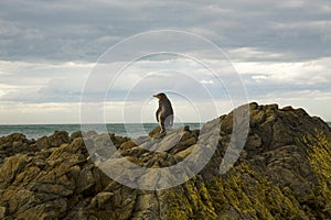 Lonely penguin in New Zealand coast