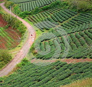 Lonely people, way, walk, tea field, Dalat