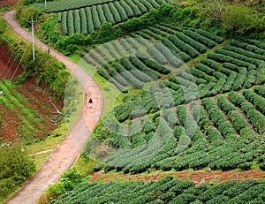 Lonely people, way, walk, tea field, Dalat