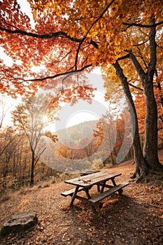 Lonely picnic place in autumn forest at sunny day photo
