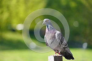 Lonely pigeon enjoying the summer day. with natural afternoon light has become the art of photography photo