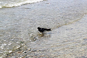 A lonely pigeon faces the oncoming sea waves