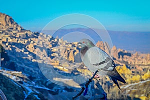 Lonely Pigeon At The Pigeon Valley Landscape, Capadoccia, Turkey