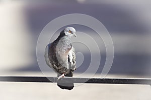 A lonely pigeon standing on one leg