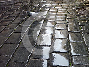 Lonely pigeon on a wet coble street