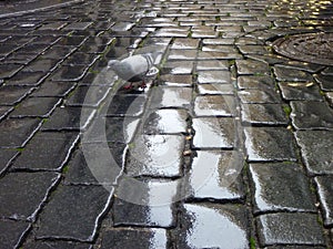 Lonely pigeon on a wet coble street