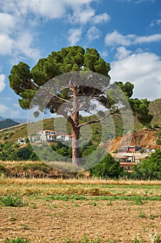 The lonely pine in the field near Galata village. Troodos area. Cyprus