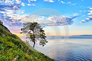 Lonely pine on green slope of west coast Lake Baikal