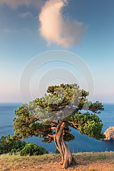 Lonely pine on a high seashore against a blue sky
