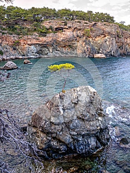 Lonely pine - Phaselis bay - Ã‡amyuva, Kemer, coast and beaches of Turkey