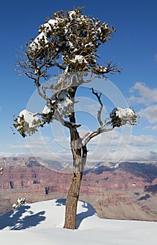 Lonely pine at the rim of the Grand Canyon