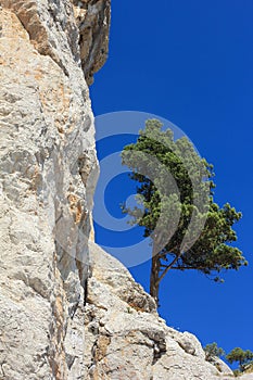 Lonely pine on the rock. Crimea.