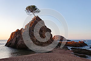 Lonely pine on a rock at dawn in Tossa del mar photo