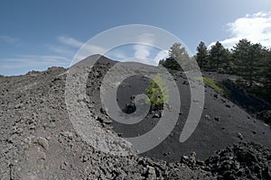 Lonely pine sapling colonize volcanic ash of cinder cone in Etna Park