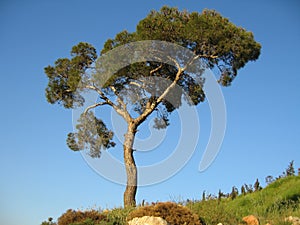 Solitario pino un albero 