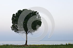 Lonely Pine tree