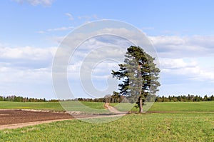 Lonely pine tree