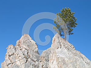 Lonely pine tree