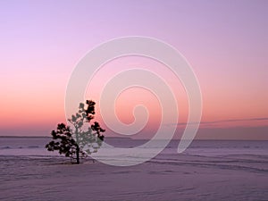 Einsam kiefer ein Baum 