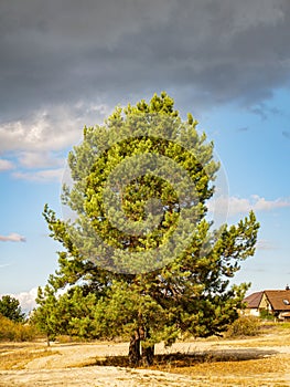 Lonely pine tree against the sky