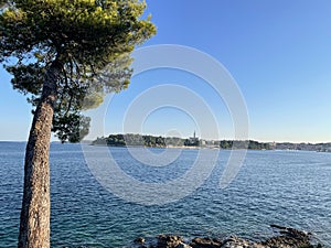 Lonely pine tree in the background of the peaceful sea