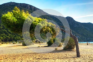 Lonely pine tree on beach by sea backdrop of mountains. Mediterranean Sea, Turkey.